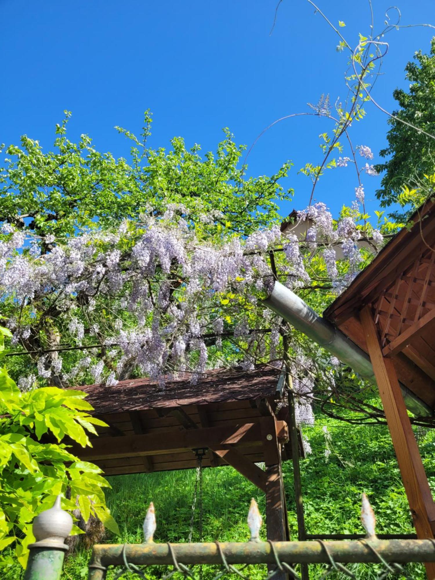 Casa Kiss Villa Sovata Dış mekan fotoğraf